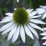 Echinacea pallida 花