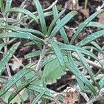 Helianthemum apenninum Leaf