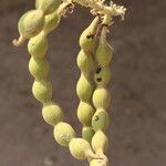 Erythrina abyssinica Fruit