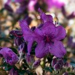 Rhododendron saluenense Flower