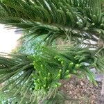 Araucaria columnaris Hoja