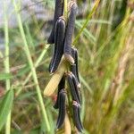 Crotalaria lanceolata Fruit