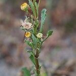 Glebionis segetum Plante entière