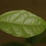 Glycydendron amazonicum Leaf