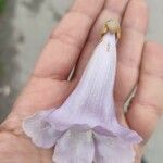 Paulownia tomentosa Λουλούδι