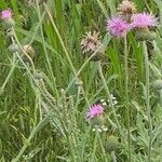 Cirsium texanum Fulla