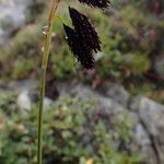 Carex atrofusca Ovoce