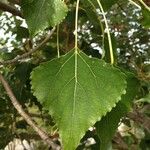 Populus x canadensis Leaf