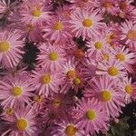 Chrysanthemum × rubellum Flor