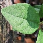 Lysimachia europaea Leht