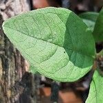 Lysimachia europaea Feuille