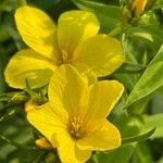 Linum flavum Flower