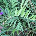 Vicia americana List