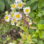 Erigeron annuus പുഷ്പം