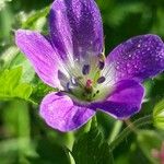 Geranium sylvaticum Квітка