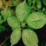 Rubus pericrispatus Likasa