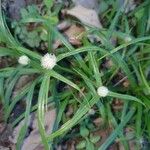 Cyperus richardii पत्ता