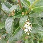 Viburnum tinusLeaf