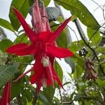 Fuchsia boliviana Floro