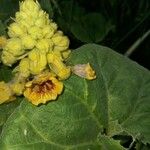 Ibicella lutea Flower
