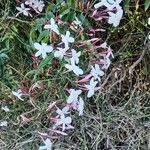 Jasminum polyanthum Virág