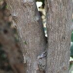 Tricalysia longituba Casca