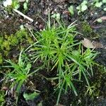 Sagina procumbens Feuille