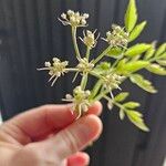 Oenanthe javanica Flower