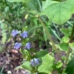 Cantinoa mutabilis Blomst