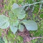 Youngia japonica Leaf