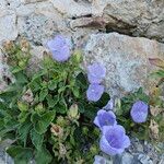 Campanula incurva Flors