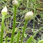 Allium angulosum 花