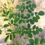 Moringa oleifera পাতা