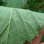 Rubus sprengelii その他の提案