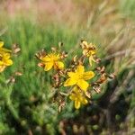 Hypericum linariifolium Flower