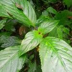 Besleria insolita Leaf