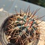 Melocactus azureus Φύλλο