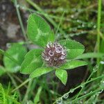 Trifolium glomeratum Blomma