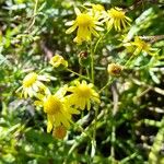 Senecio madagascariensis Flower
