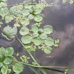 Ludwigia peploides Leaf