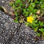 Ranunculus sardousFlower