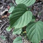 Jacquemontia tamnifolia Leaf