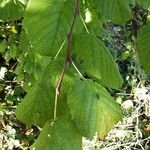 Tilia tomentosa 葉