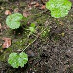 Tellima grandiflora অভ্যাস