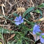 Cichorium intybusFiore