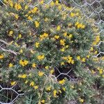 Ulex europaeus Цветок