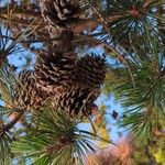 Pinus pungens Fruchs