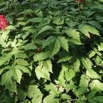 Actaea rubra पत्ता