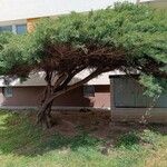 Juniperus virginiana Habit