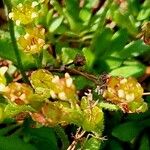 Saxifraga seguieri Flower